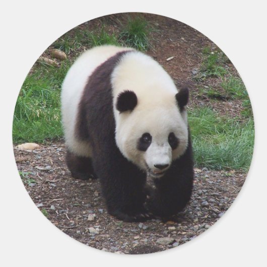 Giant Panda Foto Stickers (Vorderseite)