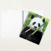 Giant Panda Holding Bamboo Planer (Anzeige)