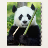 Giant Panda Holding Bamboo Planer (Rückseite)