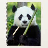 Giant Panda Holding Bamboo Planer (Vorderseite)