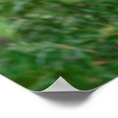 Giant Panda Holding Bamboo Poster (Ecke)