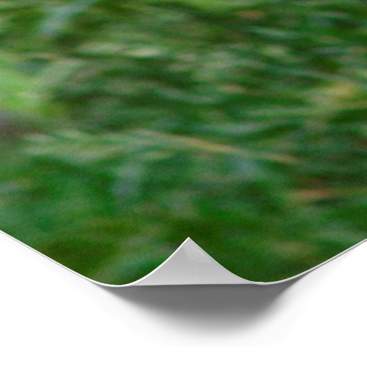 Giant Panda Holding Bamboo Poster (Ecke)