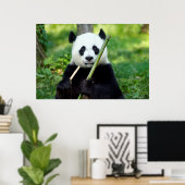 Giant Panda Holding Bamboo Poster (Heimbüro)