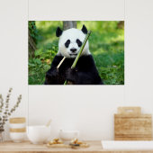 Giant Panda Holding Bamboo Poster (Küche)