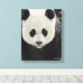 Giant Panda in Snow Leinwanddruck (Insitu (Holzboden))