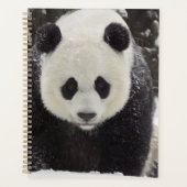 Giant Panda in Snow Planer (Vorderseite)