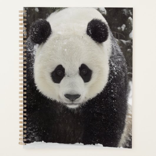 Giant Panda in Snow Planer (Vorderseite)
