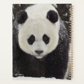 Giant Panda in Snow Planer (Rückseite)