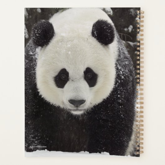 Giant Panda in Snow Planer (Rückseite)