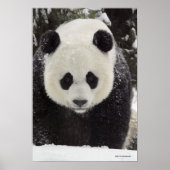 Giant Panda in Snow Poster (Vorne)