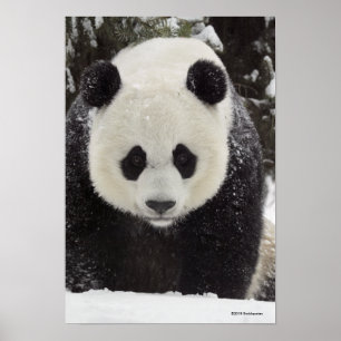 Giant Panda in Snow Poster