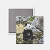Giant Panda Magnet (Vorderseite/Rückseite)