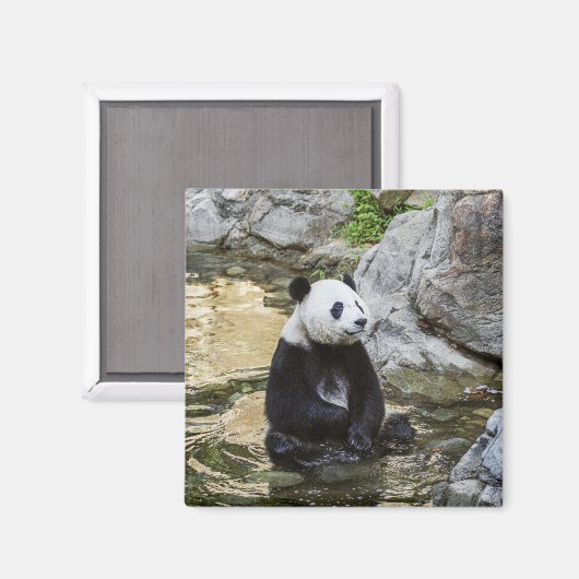 Giant Panda Magnet (Vorderseite/Rückseite)