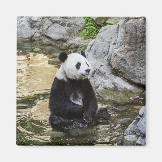 Giant Panda Magnet (Vorne)