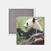 Giant Panda Magnet (Vorderseite/Rückseite)