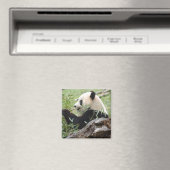 Giant Panda Magnet (In Situ (Geschirrspüler))