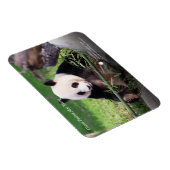 Giant Panda Mei Xiang Magnet (Rechte Seite)