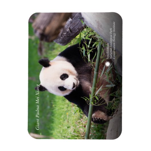 Giant Panda Mei Xiang Magnet (Vertikal)