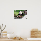 Giant Panda Mei Xiang Poster (Küche)