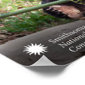 Giant Panda Mei Xiang Poster (Ecke)