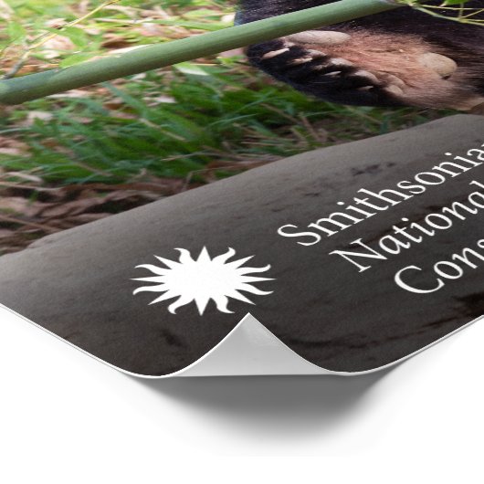 Giant Panda Mei Xiang Poster (Ecke)