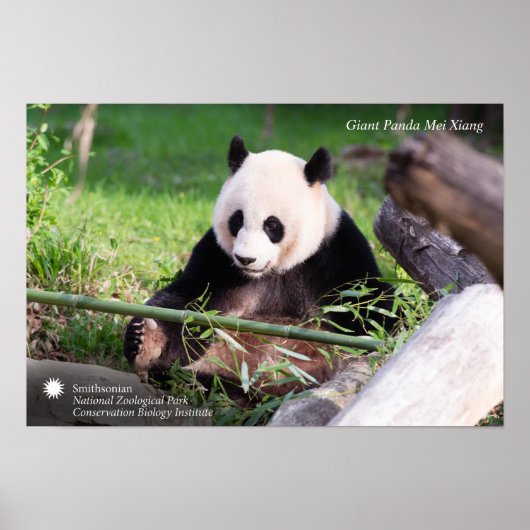 Giant Panda Mei Xiang Poster (Vorne)