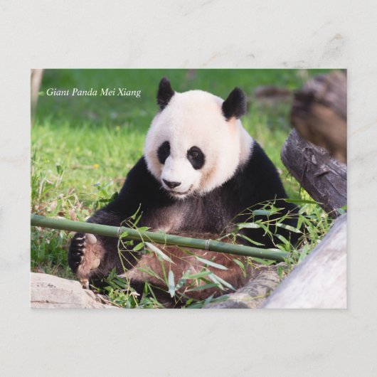 Giant Panda Mei Xiang Postkarte (Vorderseite)