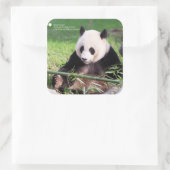 Giant Panda Mei Xiang Quadratischer Aufkleber (Tasche)