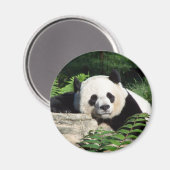 Giant Panda Napping Magnet (Vorderseite/Rückseite)