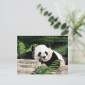 Giant Panda Napping Postkarte (Stehend Vorderseite)