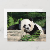Giant Panda Napping Postkarte (Vorne/Hinten)