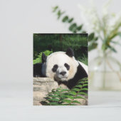 Giant Panda Napping Postkarte (Stehend Vorderseite)