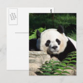 Giant Panda Napping Postkarte (Vorne/Hinten)