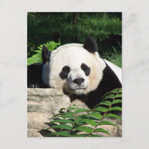 Giant Panda Napping Postkarte