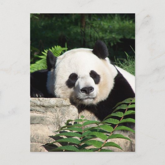 Giant Panda Napping Postkarte (Vorderseite)