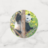 Giant Panda Pics Confetti Konfetti (Klein Vorderseite)