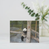Giant Panda Postcard Postkarte (Stehend Vorderseite)