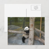 Giant Panda Postcard Postkarte (Vorne/Hinten)