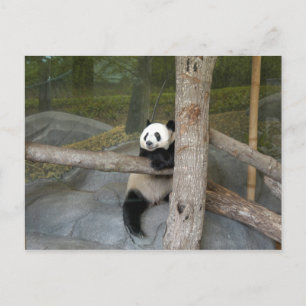 Giant Panda Postcard Postkarte