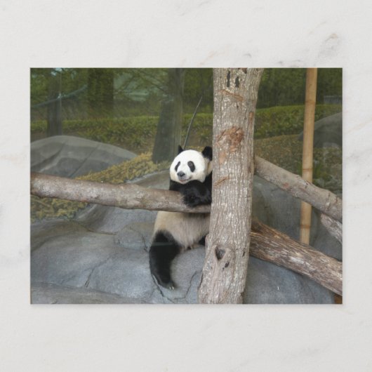 Giant Panda Postcard Postkarte (Vorderseite)