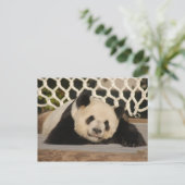 Giant Panda Postcard Postkarte (Stehend Vorderseite)