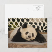 Giant Panda Postcard Postkarte (Vorne/Hinten)