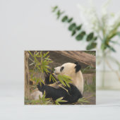 Giant Panda Postcard Postkarte (Stehend Vorderseite)