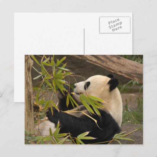 Giant Panda Postcard Postkarte (Vorne/Hinten)