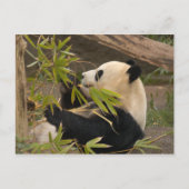Giant Panda Postcard Postkarte (Vorderseite)