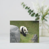 Giant Panda Postcard Postkarte (Stehend Vorderseite)