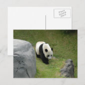 Giant Panda Postcard Postkarte (Vorne/Hinten)
