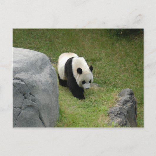 Giant Panda Postcard Postkarte (Vorderseite)