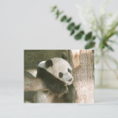 Giant Panda Postcard Postkarte (Stehend Vorderseite)