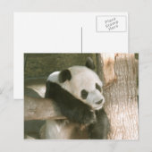 Giant Panda Postcard Postkarte (Vorne/Hinten)